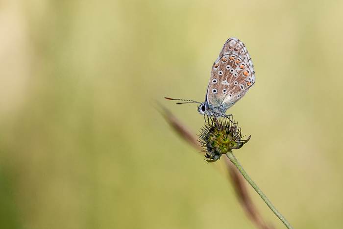 Sur une herbe perché