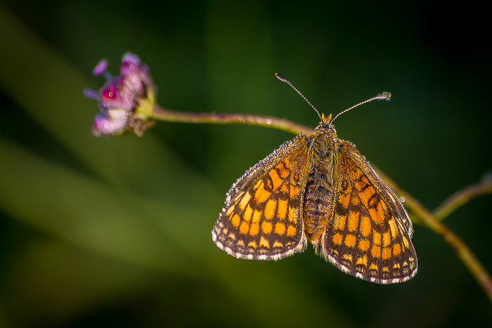 Papillon tout mouillé