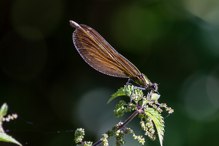 Demoiselle prenant la pose
