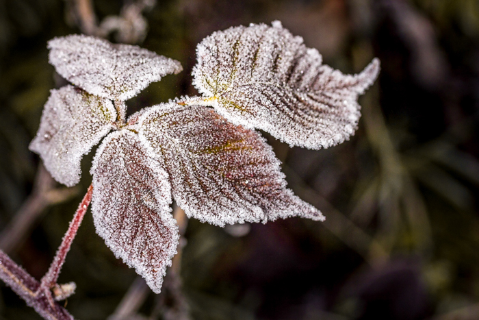 Givre du Nouvel An 1