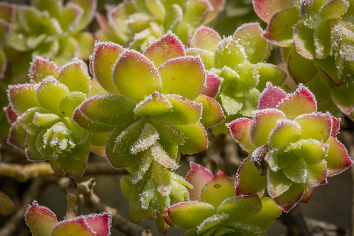 Barbe de Jupiter givrée