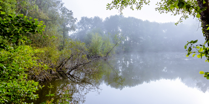 Une mangrove en Périgord