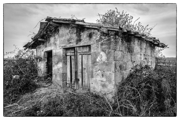 Au milieu des vignes et entourée de ronces