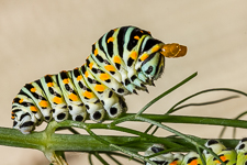 Proxi et macro photographie